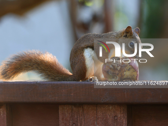 An American red squirrel (Tamiasciurus hudsonicus) eats an apple in Toronto, Ontario, Canada, on September 29, 2024. (