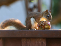 An American red squirrel (Tamiasciurus hudsonicus) eats an apple in Toronto, Ontario, Canada, on September 29, 2024. (