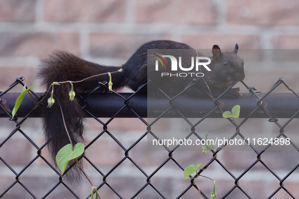 A melanistic Eastern gray squirrel (Sciurus carolinensis) in Toronto, Ontario, Canada, on September 29, 2024. 