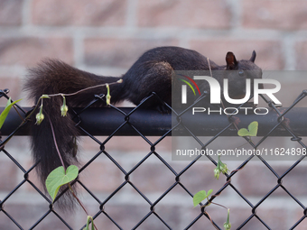 A melanistic Eastern gray squirrel (Sciurus carolinensis) in Toronto, Ontario, Canada, on September 29, 2024. (