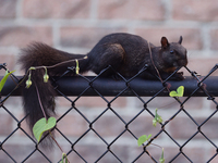 A melanistic Eastern gray squirrel (Sciurus carolinensis) in Toronto, Ontario, Canada, on September 29, 2024. (