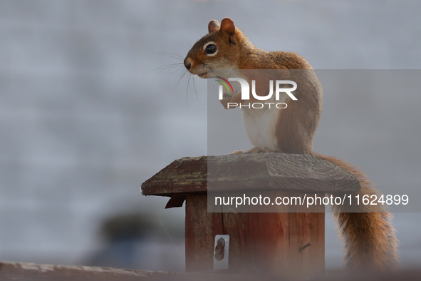 An American red squirrel (Tamiasciurus hudsonicus) in Toronto, Ontario, Canada, on September 29, 2024. 