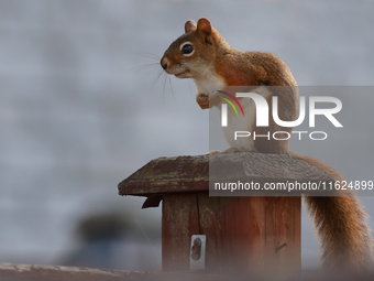 An American red squirrel (Tamiasciurus hudsonicus) in Toronto, Ontario, Canada, on September 29, 2024. (