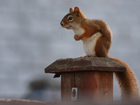 An American red squirrel (Tamiasciurus hudsonicus) in Toronto, Ontario, Canada, on September 29, 2024. (