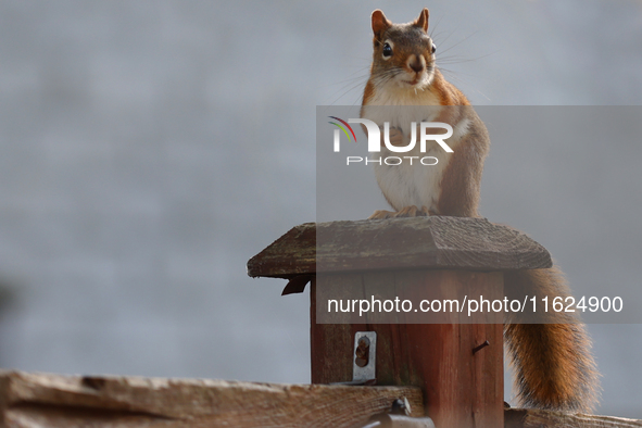 An American red squirrel (Tamiasciurus hudsonicus) in Toronto, Ontario, Canada, on September 29, 2024. 