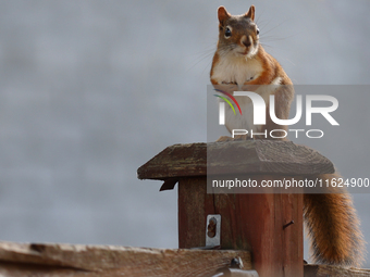 An American red squirrel (Tamiasciurus hudsonicus) in Toronto, Ontario, Canada, on September 29, 2024. (