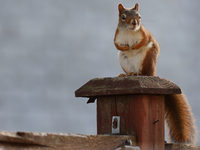 An American red squirrel (Tamiasciurus hudsonicus) in Toronto, Ontario, Canada, on September 29, 2024. (