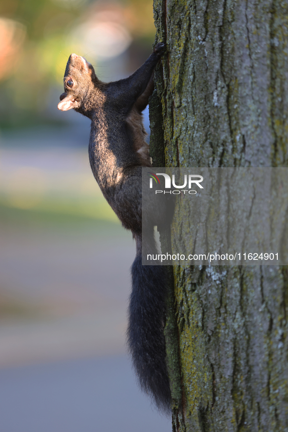 A melanistic Eastern gray squirrel (Sciurus carolinensis) climbs a tree in Toronto, Ontario, Canada, on September 29, 2024. 