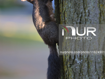 A melanistic Eastern gray squirrel (Sciurus carolinensis) climbs a tree in Toronto, Ontario, Canada, on September 29, 2024. (