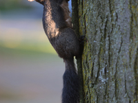 A melanistic Eastern gray squirrel (Sciurus carolinensis) climbs a tree in Toronto, Ontario, Canada, on September 29, 2024. (