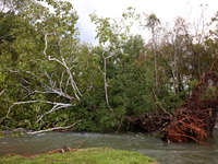 A tree lays in the South Fork Holston River in Chilhowie, Virginia on September 30, 2024, after Hurricane Helene caused widespread damage in...