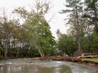 A tree lays in the South Fork Holston River in Chilhowie, Virginia on September 30, 2024, after Hurricane Helene caused widespread damage in...