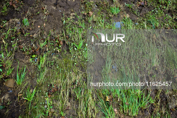 Grass is seen flattened in Chilhowie, Virginia on September 30, 2024, after Hurricane Helene caused severe flooding in the area several days...