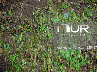 Grass is seen flattened in Chilhowie, Virginia on September 30, 2024, after Hurricane Helene caused severe flooding in the area several days...