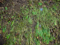 Grass is seen flattened in Chilhowie, Virginia on September 30, 2024, after Hurricane Helene caused severe flooding in the area several days...