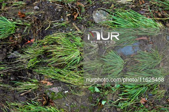 Grass is seen flattened in Chilhowie, Virginia on September 30, 2024, after Hurricane Helene caused severe flooding in the area several days...