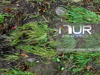 Grass is seen flattened in Chilhowie, Virginia on September 30, 2024, after Hurricane Helene caused severe flooding in the area several days...