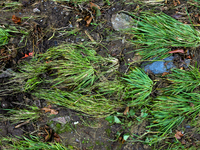 Grass is seen flattened in Chilhowie, Virginia on September 30, 2024, after Hurricane Helene caused severe flooding in the area several days...