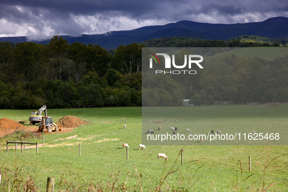 Livestock graze on a field in Chilhowie, Virginia on September 30, 2024, after Hurricane Helene caused severe flooding in the region. 