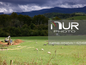 Livestock graze on a field in Chilhowie, Virginia on September 30, 2024, after Hurricane Helene caused severe flooding in the region. (