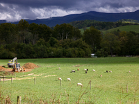 Livestock graze on a field in Chilhowie, Virginia on September 30, 2024, after Hurricane Helene caused severe flooding in the region. (