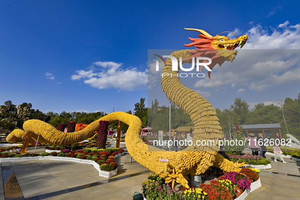 Tourists view a ''golden dragon'' made of corn on the cob at Jiulongyu scenic spot in Qingzhou, China, on October 1, 2024. 