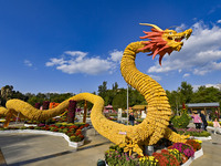 Tourists view a ''golden dragon'' made of corn on the cob at Jiulongyu scenic spot in Qingzhou, China, on October 1, 2024. (