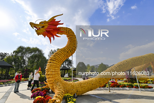 Tourists view a ''golden dragon'' made of corn on the cob at Jiulongyu scenic spot in Qingzhou, China, on October 1, 2024. 