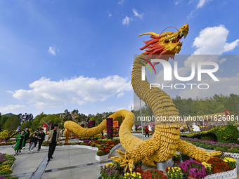 Tourists view a ''golden dragon'' made of corn on the cob at Jiulongyu scenic spot in Qingzhou, China, on October 1, 2024. (