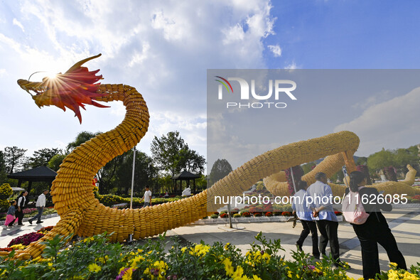 Tourists view a ''golden dragon'' made of corn on the cob at Jiulongyu scenic spot in Qingzhou, China, on October 1, 2024. 