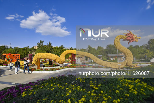 Tourists view a ''golden dragon'' made of corn on the cob at Jiulongyu scenic spot in Qingzhou, China, on October 1, 2024. 