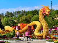 Tourists view a ''golden dragon'' made of corn on the cob at Jiulongyu scenic spot in Qingzhou, China, on October 1, 2024. (