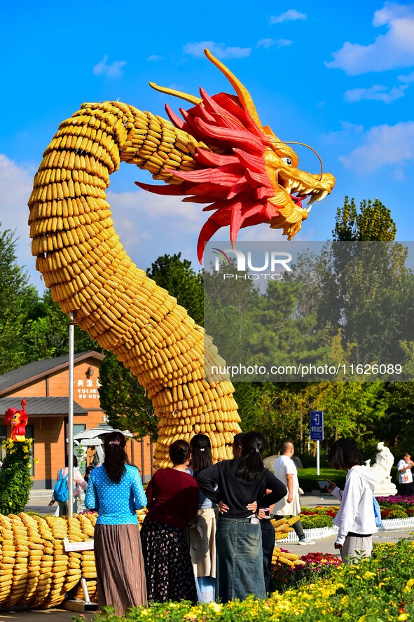 Tourists view a ''golden dragon'' made of corn on the cob at Jiulongyu scenic spot in Qingzhou, China, on October 1, 2024. 