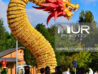 Tourists view a ''golden dragon'' made of corn on the cob at Jiulongyu scenic spot in Qingzhou, China, on October 1, 2024. (