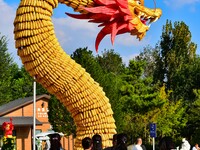 Tourists view a ''golden dragon'' made of corn on the cob at Jiulongyu scenic spot in Qingzhou, China, on October 1, 2024. (