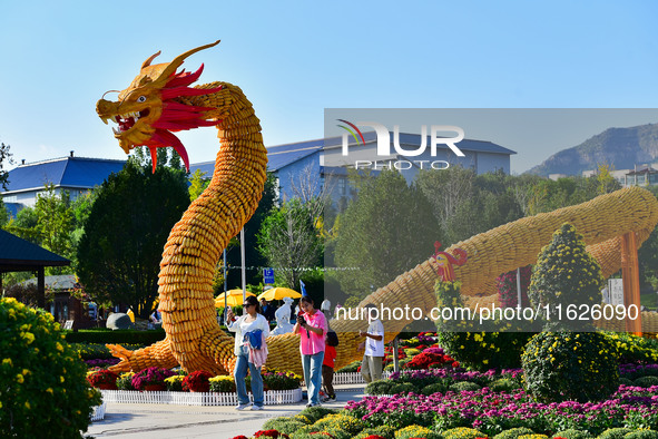 Tourists view a ''golden dragon'' made of corn on the cob at Jiulongyu scenic spot in Qingzhou, China, on October 1, 2024. 