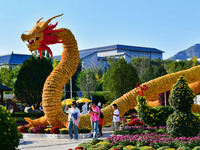 Tourists view a ''golden dragon'' made of corn on the cob at Jiulongyu scenic spot in Qingzhou, China, on October 1, 2024. (