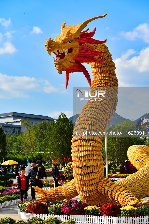 Tourists view a ''golden dragon'' made of corn on the cob at Jiulongyu scenic spot in Qingzhou, China, on October 1, 2024. 