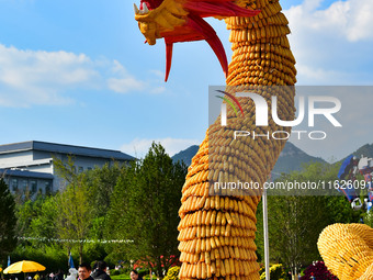 Tourists view a ''golden dragon'' made of corn on the cob at Jiulongyu scenic spot in Qingzhou, China, on October 1, 2024. (