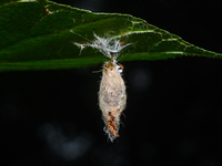 On September 30, 2024, in Tehatta, West Bengal, India, Trichomyrmex destructor ants were observed crawling around a moth's cocoon, which con...