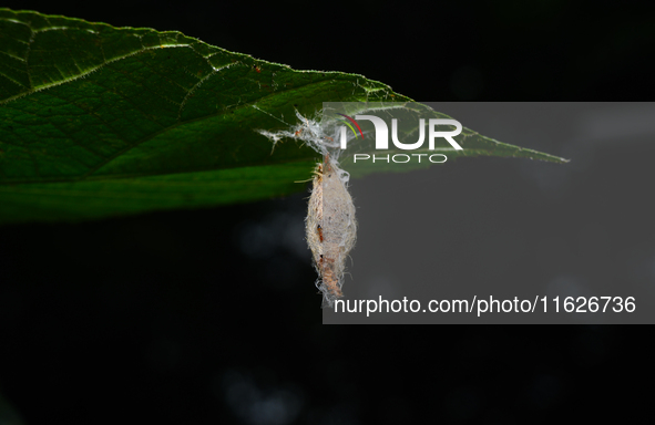 On September 30, 2024, in Tehatta, West Bengal, India, Trichomyrmex destructor ants were observed crawling around a moth's cocoon, which con...