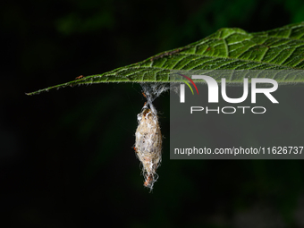 On September 30, 2024, in Tehatta, West Bengal, India, Trichomyrmex destructor ants were observed crawling around a moth's cocoon, which con...