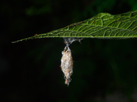 On September 30, 2024, in Tehatta, West Bengal, India, Trichomyrmex destructor ants were observed crawling around a moth's cocoon, which con...