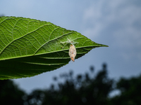 On September 30, 2024, in Tehatta, West Bengal, India, Trichomyrmex destructor ants were observed crawling around a moth's cocoon, which con...