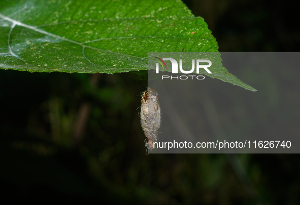 On September 30, 2024, in Tehatta, West Bengal, India, Trichomyrmex destructor ants were observed crawling around a moth's cocoon, which con...