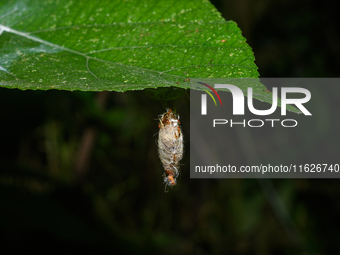 On September 30, 2024, in Tehatta, West Bengal, India, Trichomyrmex destructor ants were observed crawling around a moth's cocoon, which con...