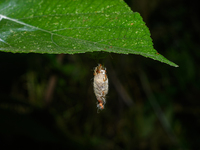 On September 30, 2024, in Tehatta, West Bengal, India, Trichomyrmex destructor ants were observed crawling around a moth's cocoon, which con...