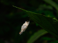 On September 30, 2024, in Tehatta, West Bengal, India, Trichomyrmex destructor ants were observed crawling around a moth's cocoon, which con...