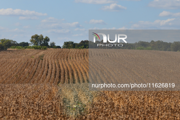 A soybean field at a farm in Markham, Ontario, Canada, on September 30, 2024. 