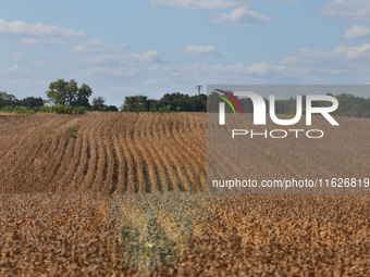 A soybean field at a farm in Markham, Ontario, Canada, on September 30, 2024. (